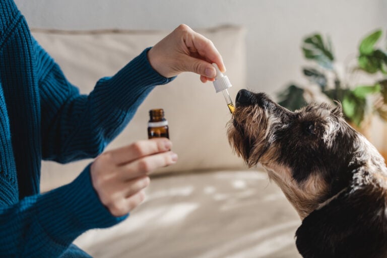 Die richtige Dosierung von CBD-Öl bei Hunden
