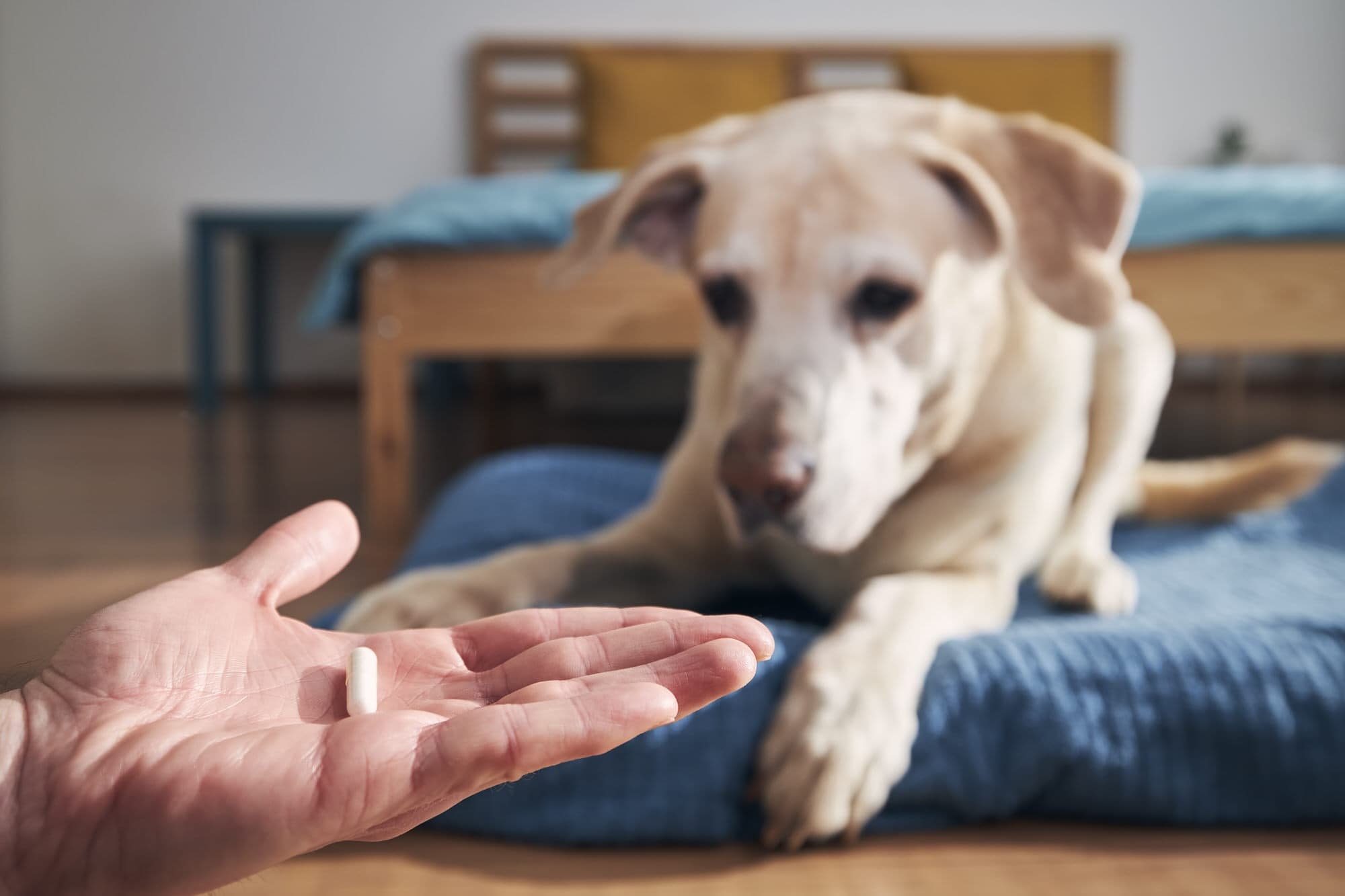 CBD-Kapseln für Hunde