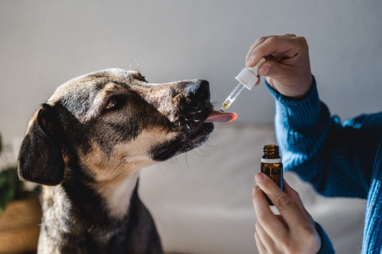 CBD-Öl für Hunde