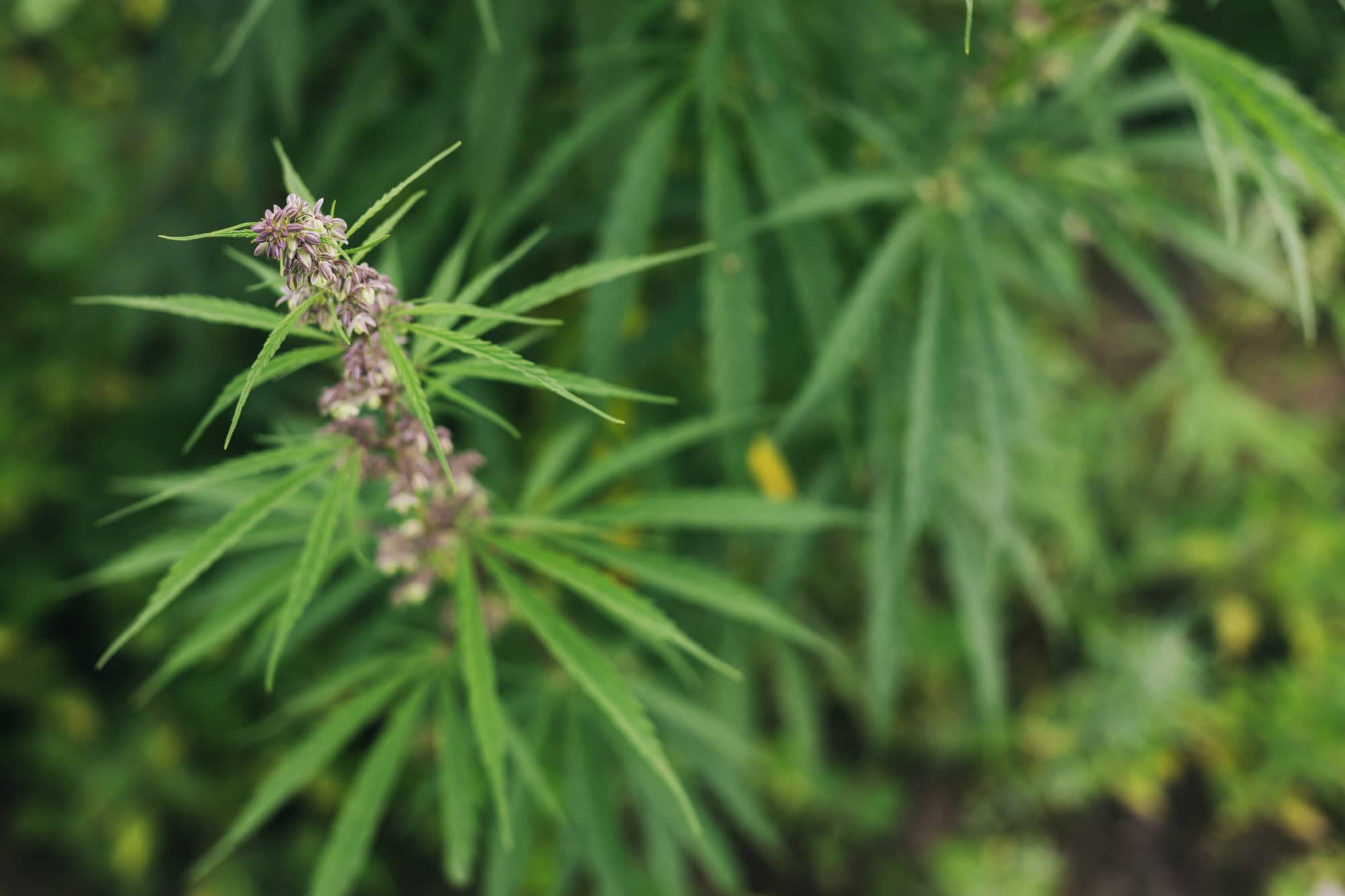 CBD-Blüten hochdosiert