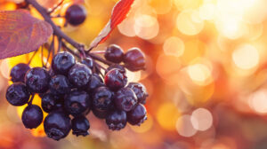 Aroniabeeren