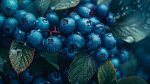 Heidelbeeren